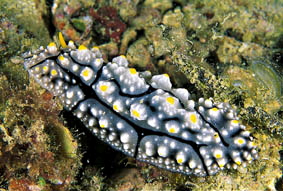  Phyllidia elegans (Sea Slug)
